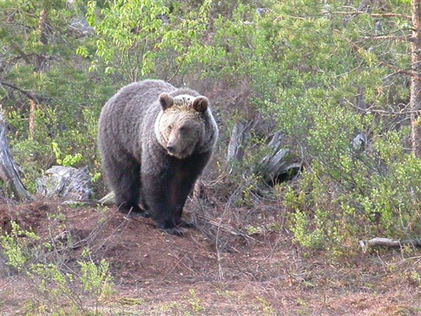 Expo-Nature%20Ours%20brun